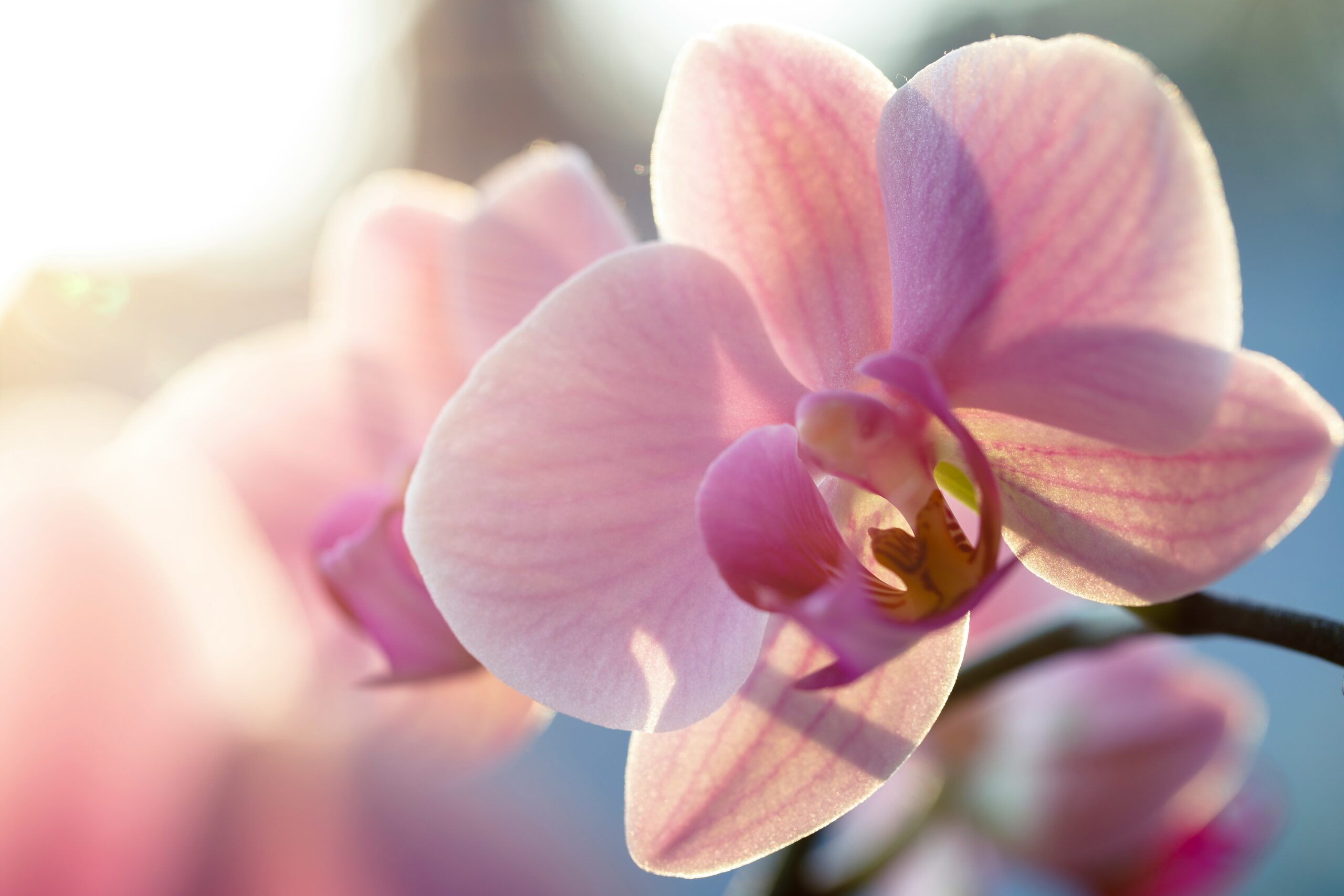 Orchidee - Fabien BELLANGER (@fabbel78) | unsplash.com